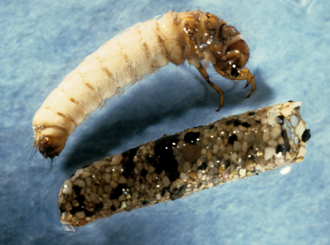 Caddis fly larva and case (Hesperophylax sp