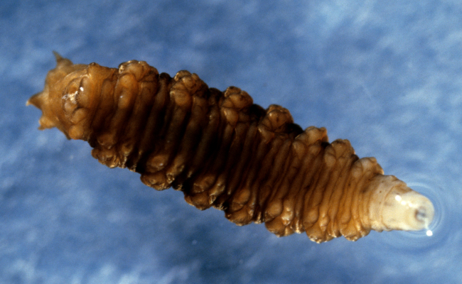 Fly larva unidentified