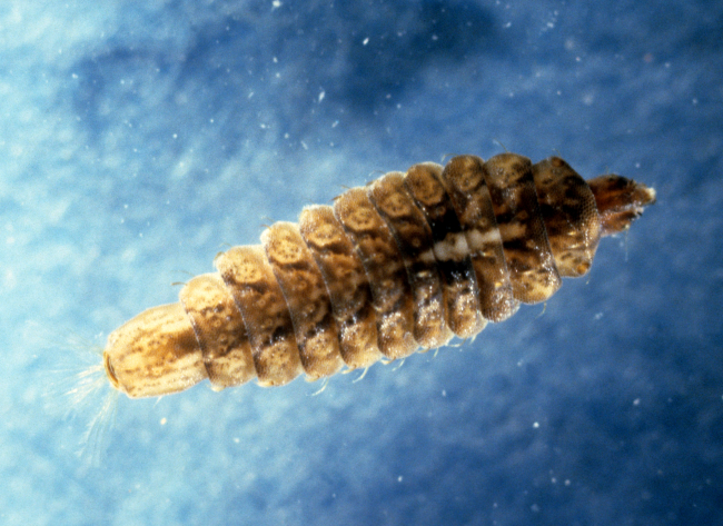Fly larva (Caloporphus sp