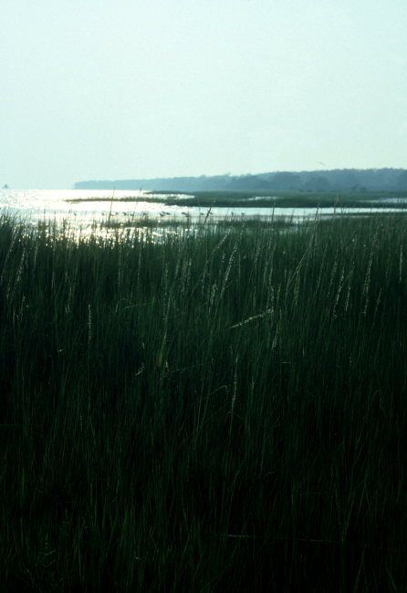 Marsh grass vista with sunshine sparkling off the water