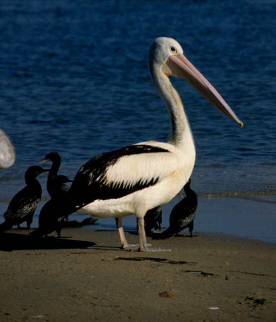 The Australian pelican (Pelecanus conspicillatus)