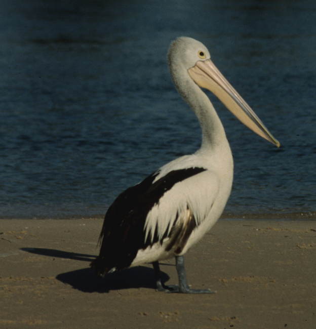 The Australian pelican (Pelecanus conspicillatus)