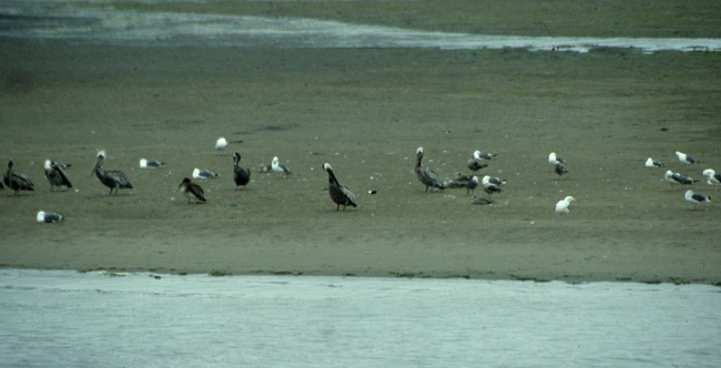 Brown pelicans (Pelecanus occidentalis) and a variety of other sea birds