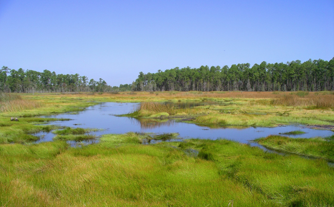Facing north in Hawks' Marsh, a freshwater marsh within the Grand Bay NERRboundary