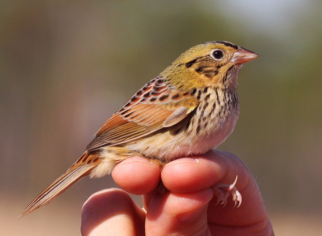 A Henslow's Sparrow caught during a bird survey at the Grand Bay NERR