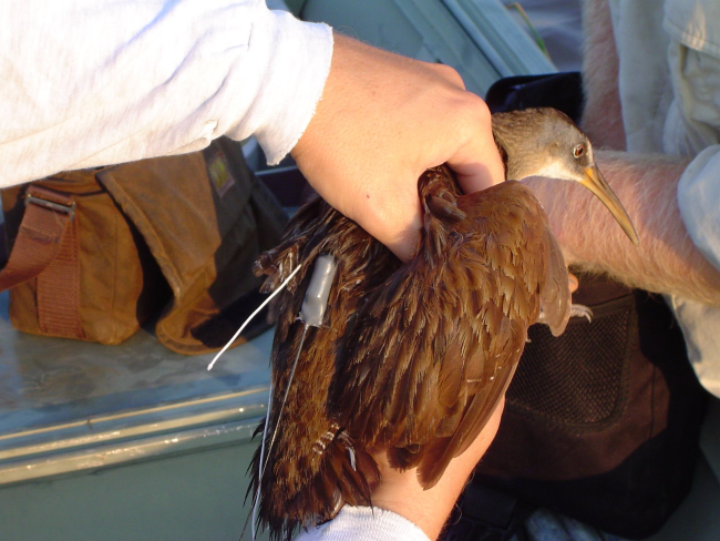 AClapper Rail fitted with a radio transmitter at the Grand Bay NERR