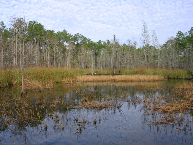 A freshwater marsh within the Grand Bay NERR boundary