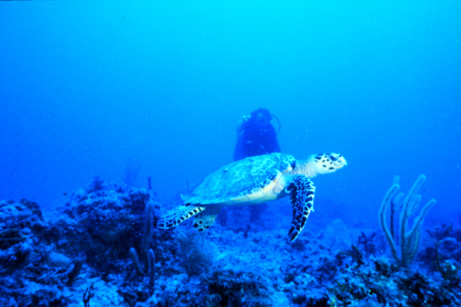 Endangered sea turtle cruises a coral reef in the Florida Keys