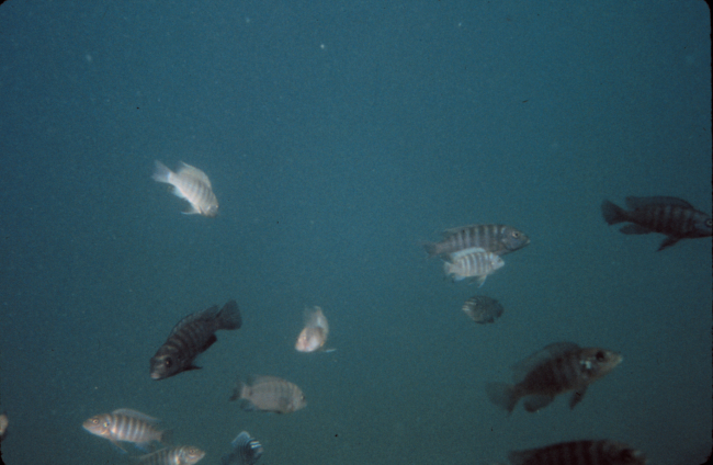 Bass photographed by ROV in Lake Malawi, Africa