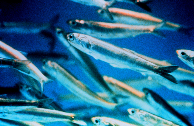 Northern anchovies are important prey for marine mammals and game fish