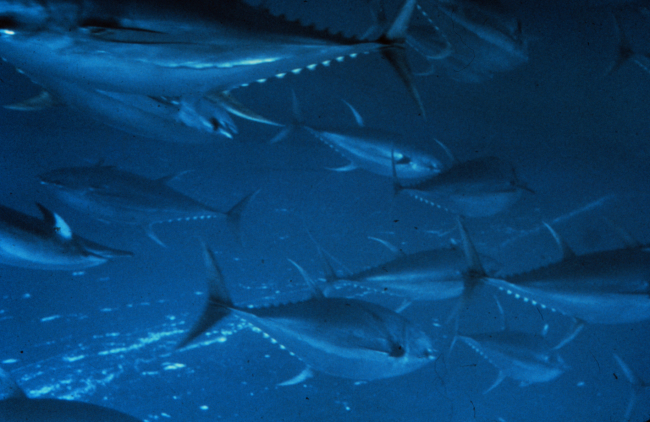 School of yellow fin tuna, hunted and hunter along the Gulf Stream