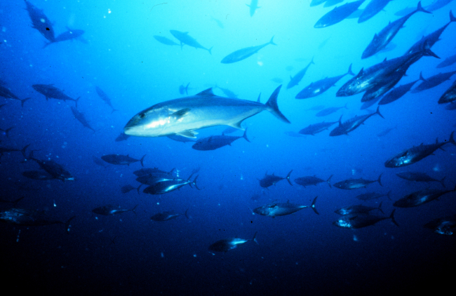 Amberjack are a common sight on Carolina artificial reefs