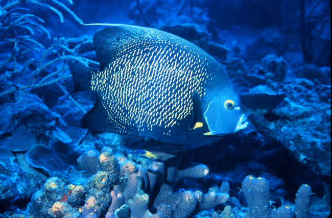 French angelfish are common on shallow tropical reefs