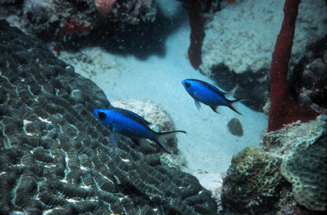 Blue chromis use corals for refuge from larger predators