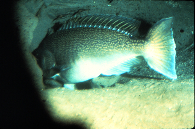 Tilefish live in burrows, sometimes forming undersea Pueblo villages