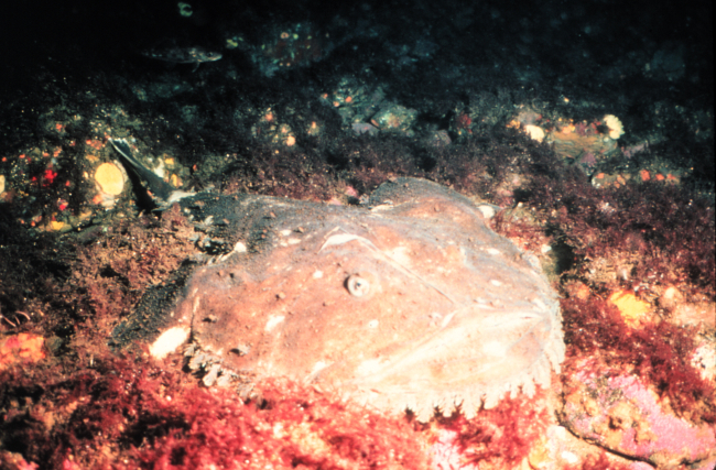 Goosefish laying camoflaged on a northern rocky reef