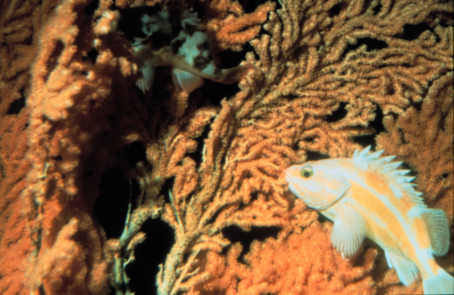 Rock fish blends in with soft coral cover