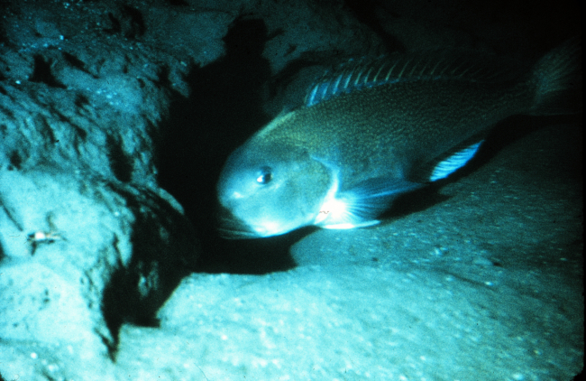 Northern tilefish inspects its deep sea burrow off New England