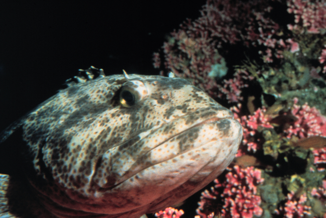 Lingcod,  Ophiodon elongatus, are an important commercial and recreationalfish species