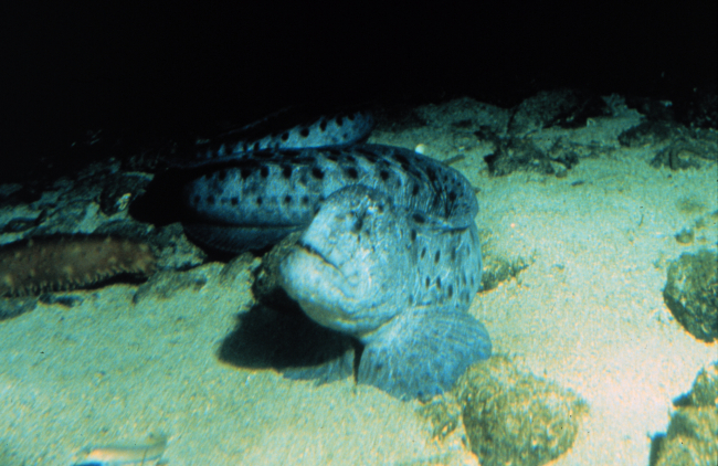 Wolf-eels, Anarrhichthys ocellatus, have powerful jaws for crushing bivalves
