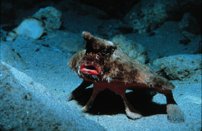Bat-fish, wearing too much make-up, poses to intimidate