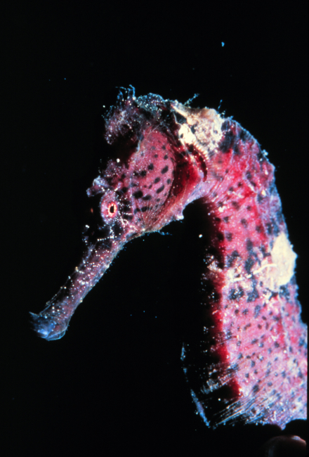 Seahorse fathers rear their young in a pouch, like kangaroos