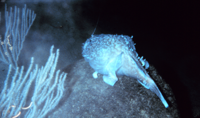 A spotted goosefish on basalt boulder in 780 meters off Hawaii