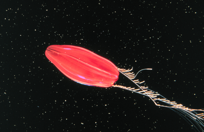 Ctenophore off New England with long ciliated tentacles
