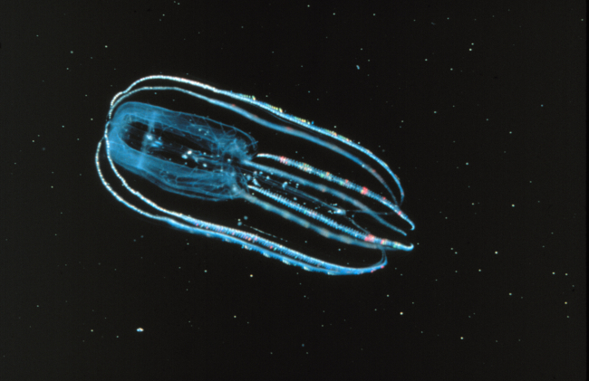 Lobate ctenophores are translucent and give off a bioluminescent glow