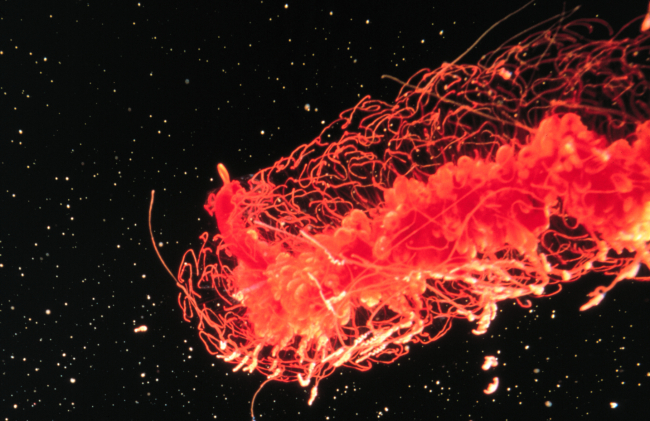 Physonect siphonophores are actually colonies of specialized polyps