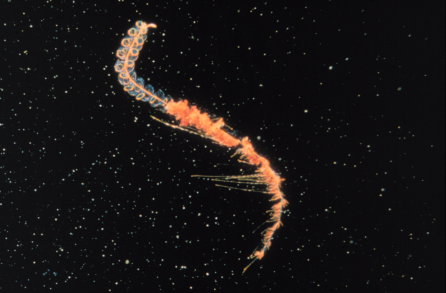 Siphonophores are floating cousins to hydroids common on rocks and piers