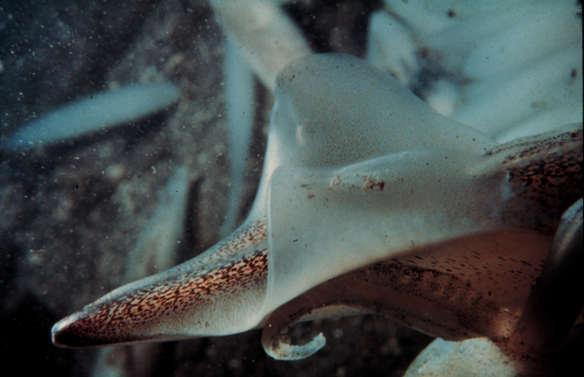 Close-up of the tail end of a squid, important prey for commercial fish