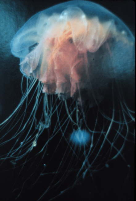 Jellyfish floating under Arctic ice