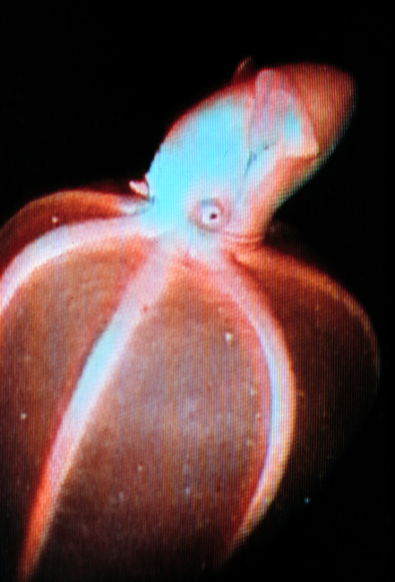 A cirrate octopus floats like a bell in mid-water, feeding on plankton