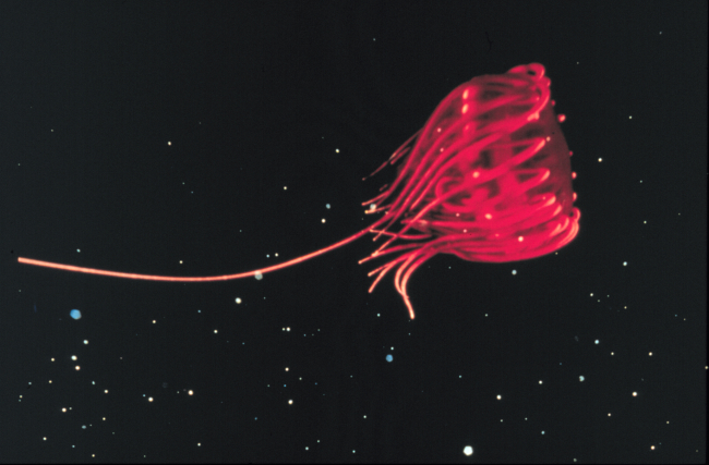 Jellyfish and their plankton prey concentrate along invisible water boundaries