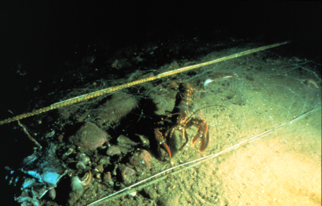 Lobster tangled in a gillnet intended to capture cod and other groundfish