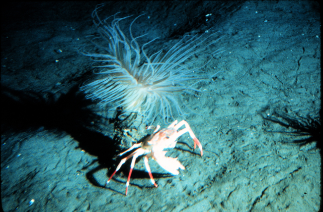 Portunid crab cowering at the base of a cerianthid anemone