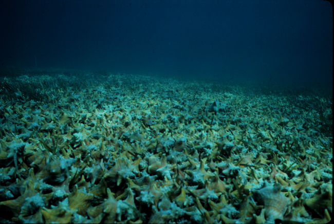 Beds of Conch move en masse when food gets scarce