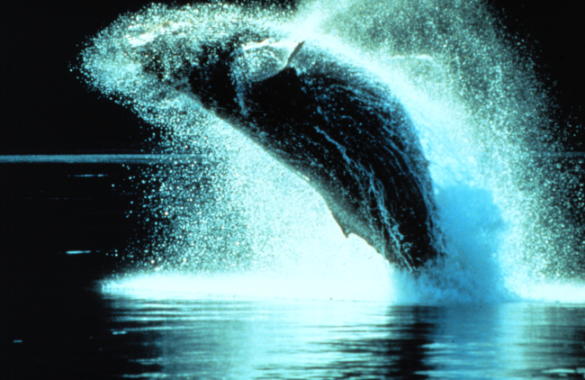 Humpback whales can leap clear out of the water