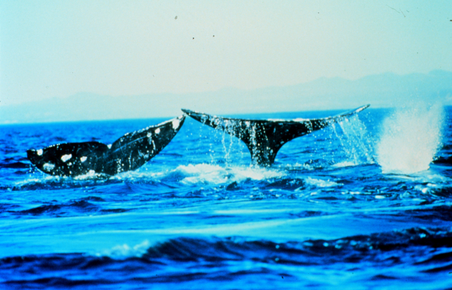 Humpback whales often flap their tails or fins on the water surface