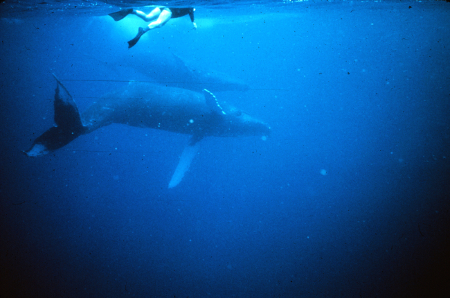 Humpback whales are gentle and feed primarily on krill, small shrimp