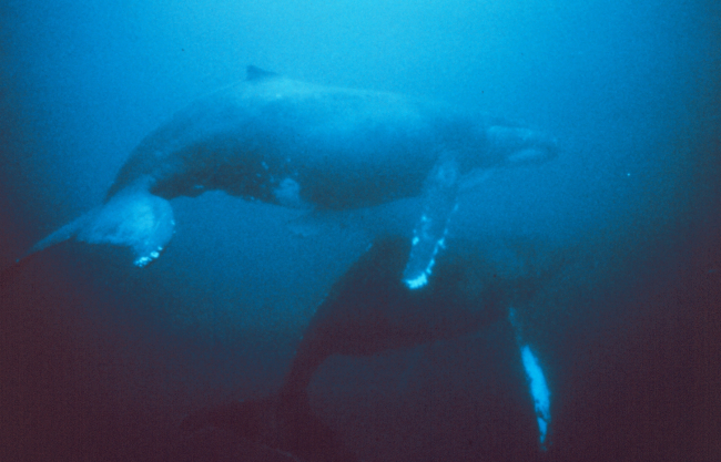 Humpback whales migrate from near the poles to tropical waters