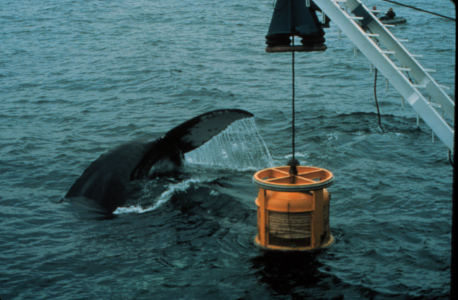 Humpback whale is attracted to an ROV, or undersea robot