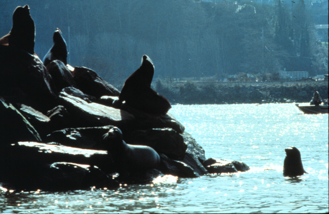 California sea lions bask in the sun,