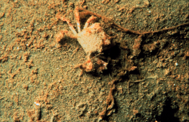 Small dead crab in hypoxic (no oxygen) sediments off Louisiana