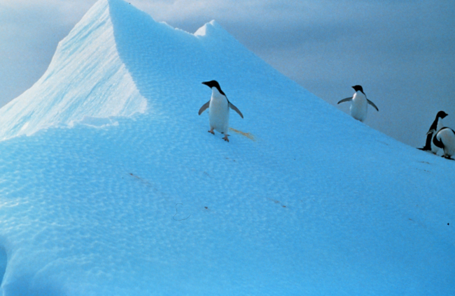 Penguins explore snow-dunes in Antarctica