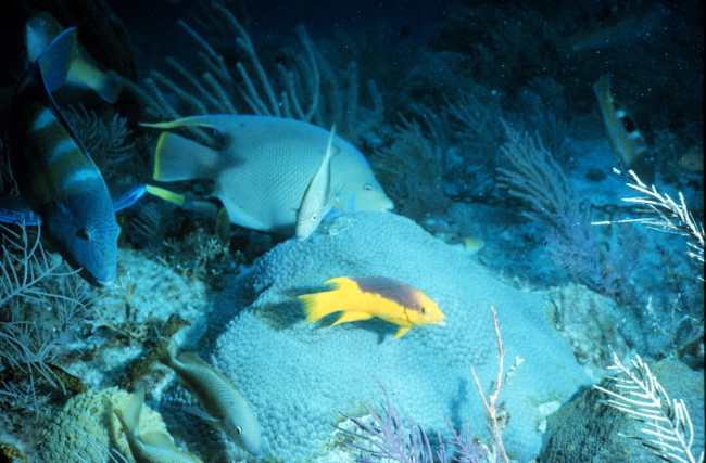 The diversity of fish and other reef organisms rival tropical rainforests