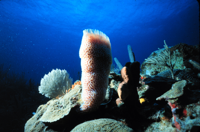 Like corals, glass sponges are also partly composed of calcareous material