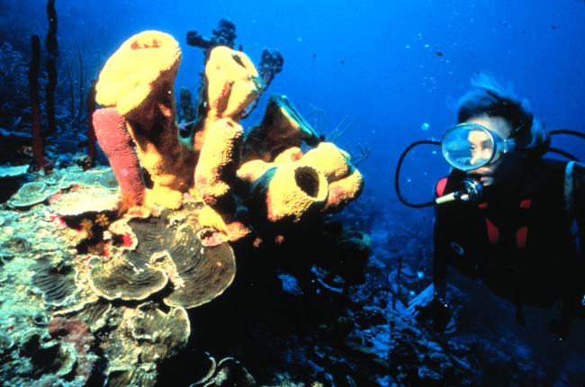 Sponges, corals and many other attached species compete for space on the reef