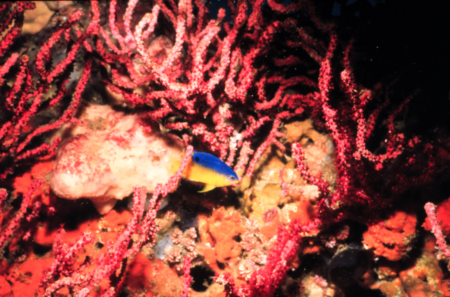 This temperate reef off North Carolina has hard corals and tropical fish